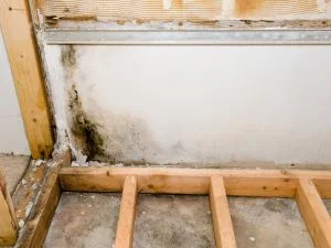 Basement Mold and Water Damage Assessment