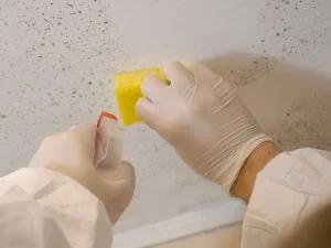 Mold and Moisture Testing