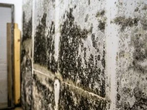 Mold Assessment and Documentation